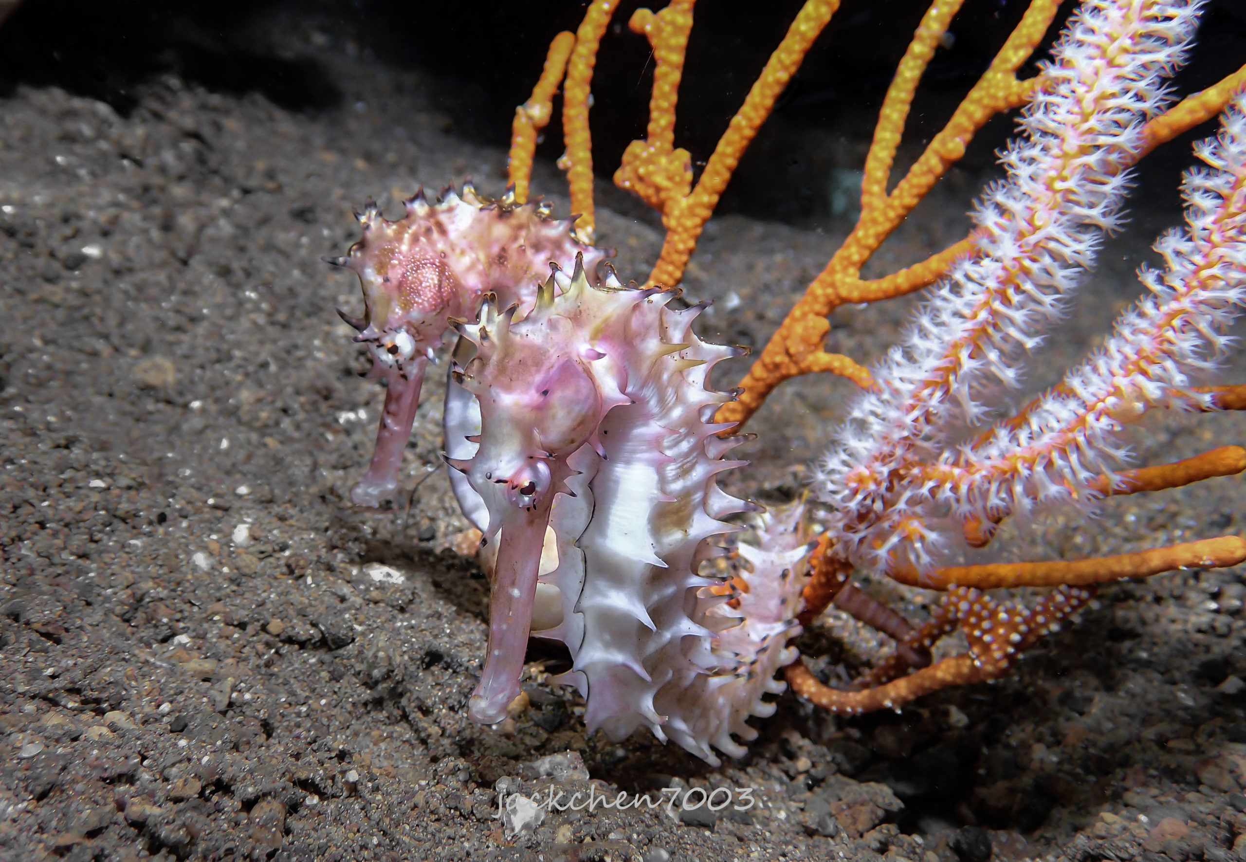 Underwater Photography