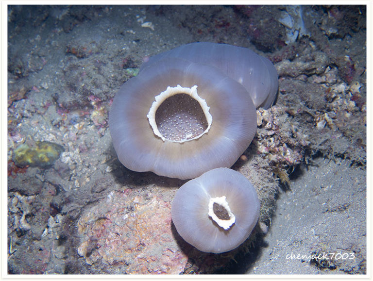 Amplexidiscus fenestrafer