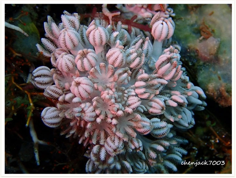 Ovabunda macrospiculata