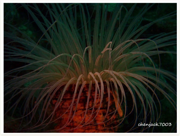 Pachycerianthus longistriatus