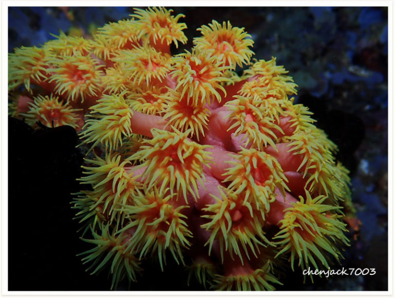 Tubastraea coccinea