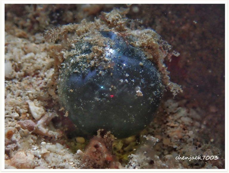 Ventricaria ventricosa