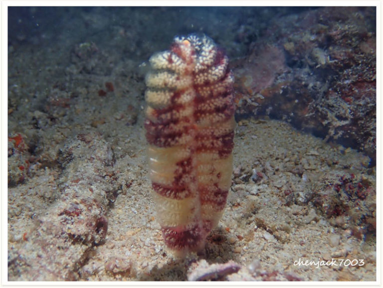 Virgularia Sp1