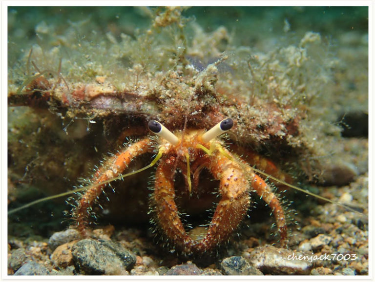 Aniculus retipes