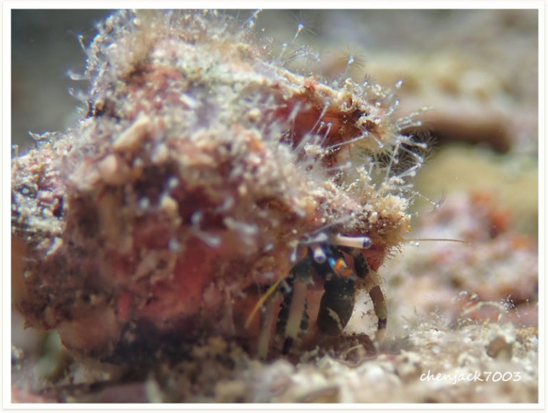 Calcinus latens