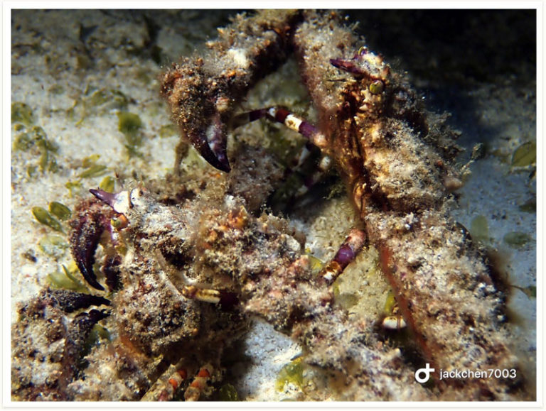 Daldorfia horrida