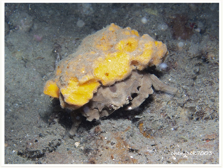 Lewindromia unidentata