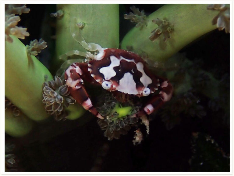 Lissocarcinus laevis
