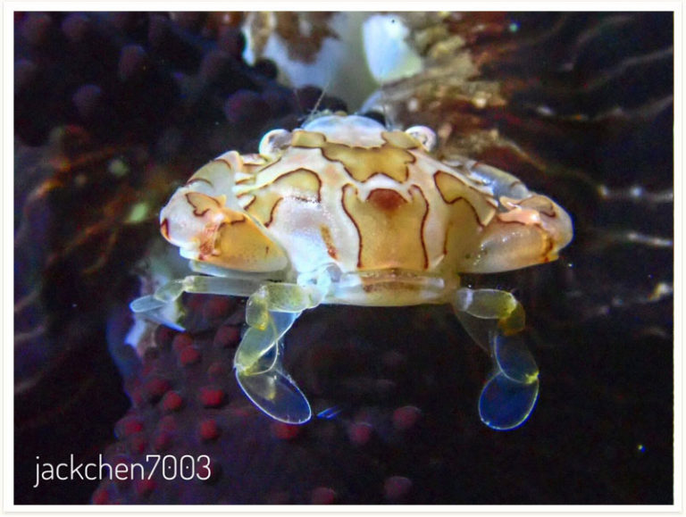 Lissocarcinus laevis