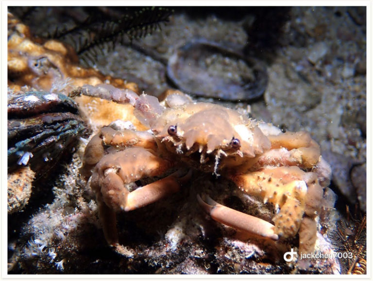 Loxorhynchus crispatus