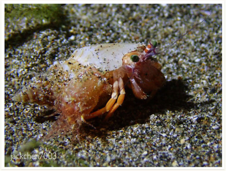 Dardanus pedunculatus