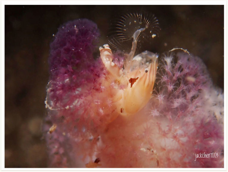 Porcellanella haigae