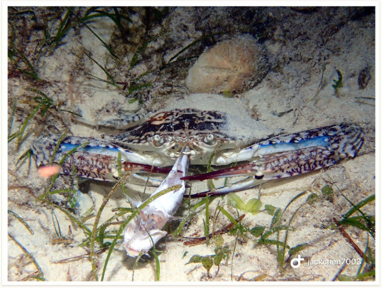 Portunus pelagicus