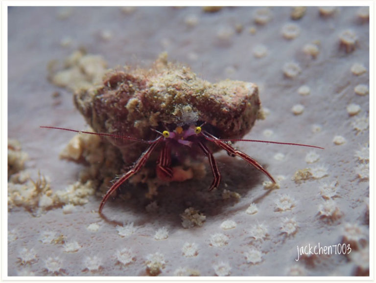 Pylopaguropsis lewinsohni