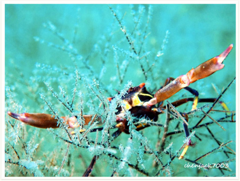 Quadrella maculosa