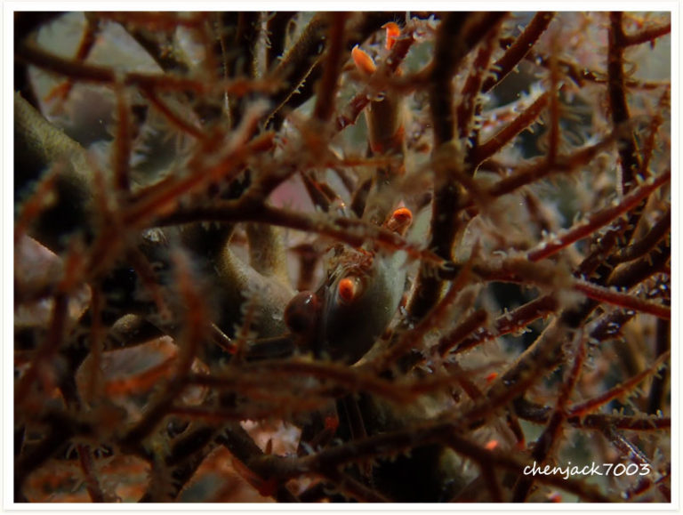 Quadrella maculosa