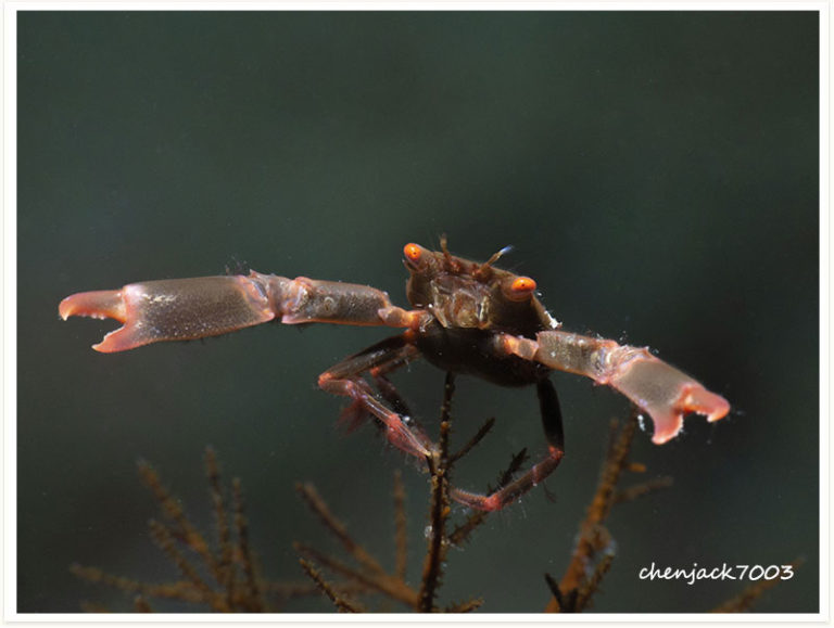 Quadrella maculosa