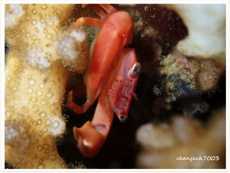 Trapezia cymodoce