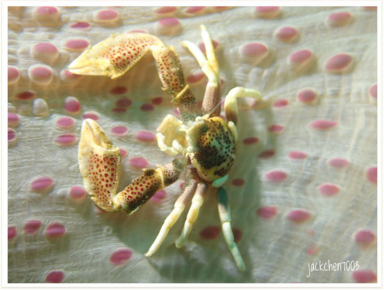 Neopetrolisthes maculatus