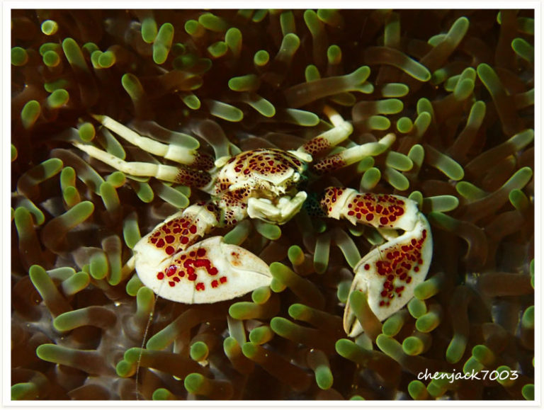 Neopetrolisthes maculatus