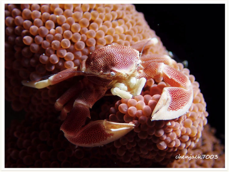Neopetrolisthes maculatus
