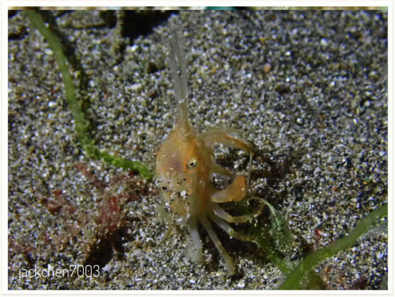 Hyastenus bispinosus