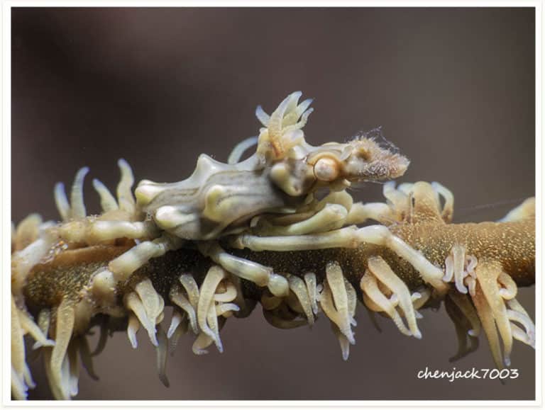 Xenocarcinus tuberculatus