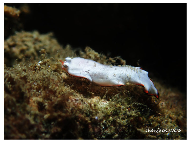 Aseraggodes albidus
