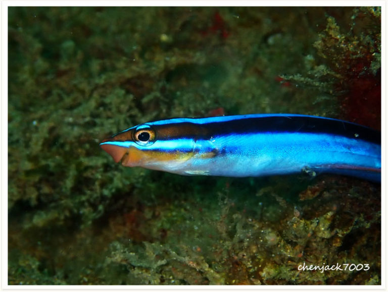 Aspidontus dussumieri