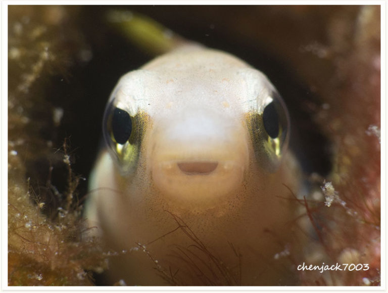 Aspidontus dussumieri