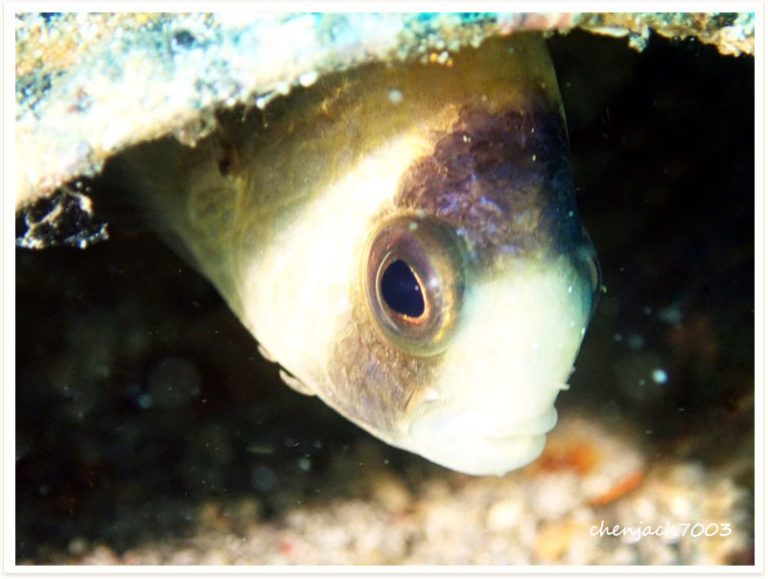Amblypomacentrus breviceps