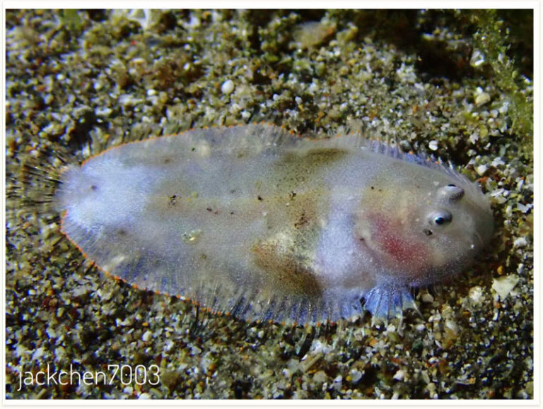 Liachirus melanospilos