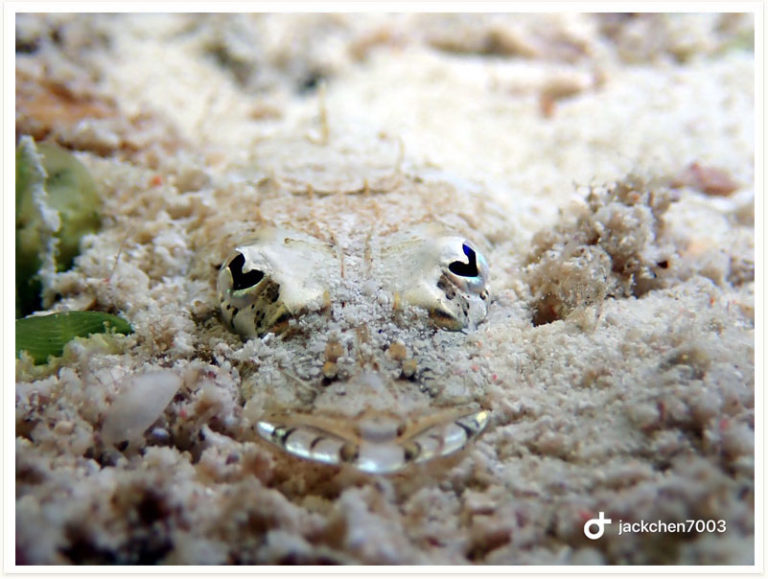 Cociella punctata