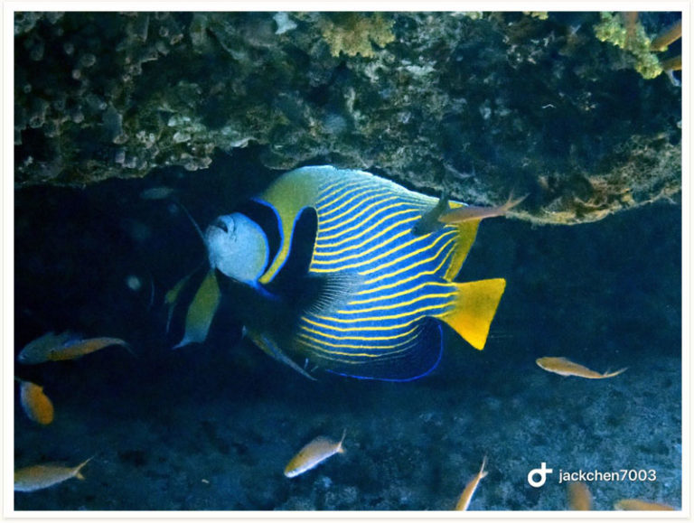 Pomacanthus imperator