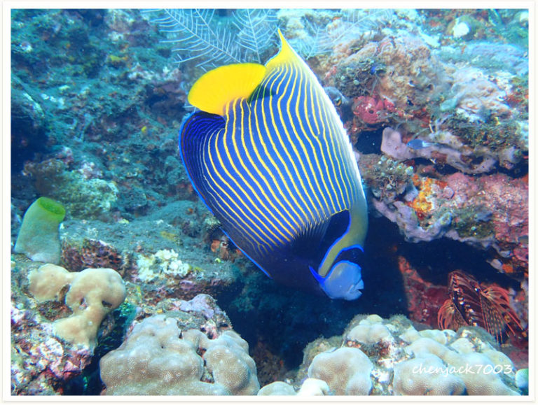 Pomacanthus imperator