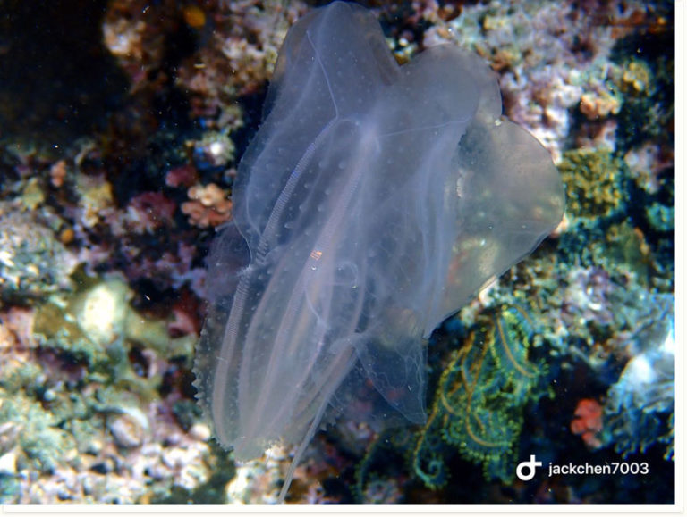 Eurhamphaea vexilligera