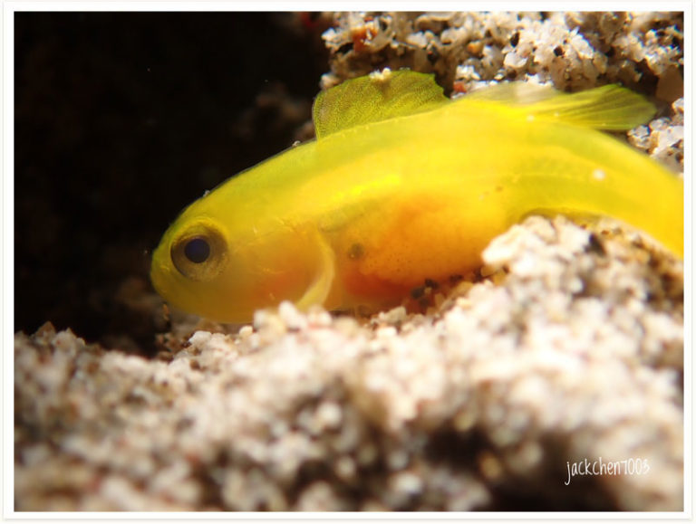 Lubricogobius ornatus