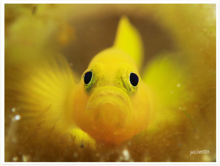 Lubricogobius ornatus