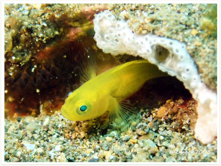 Lubricogobius ornatus