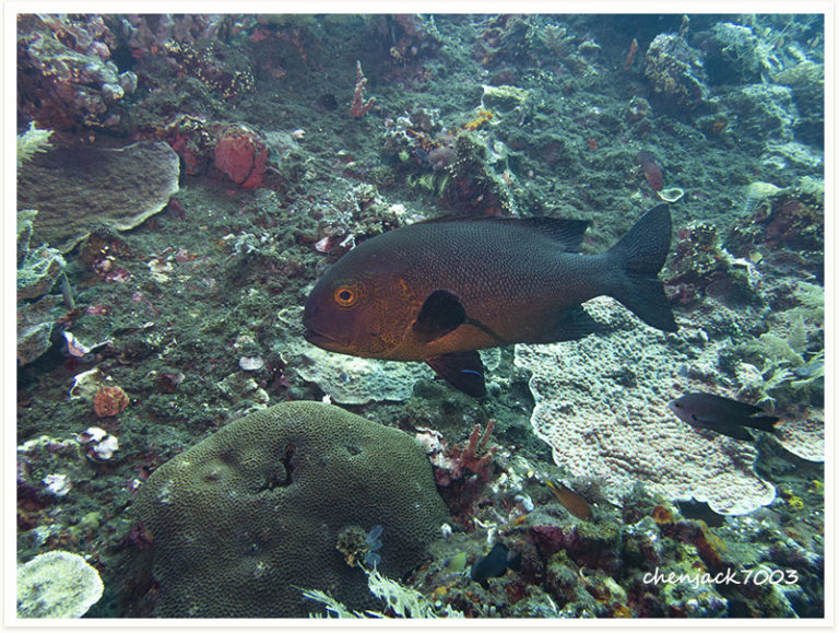 Macolor macularis