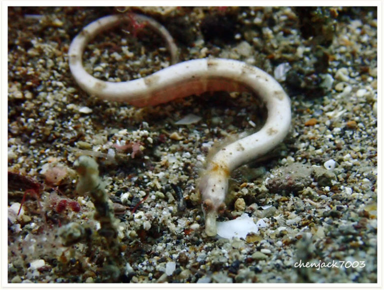 Micrognathus andersonii