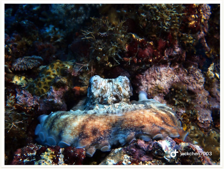Octopus hummelincki