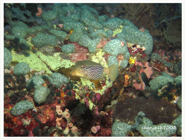Ostracion solorensis