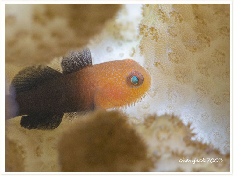 Paragobiodon modestus