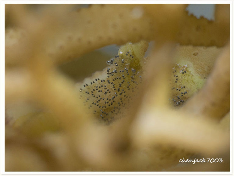 Paragobiodon xanthosoma