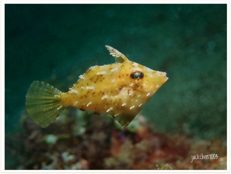 Paramonacanthus japonicus