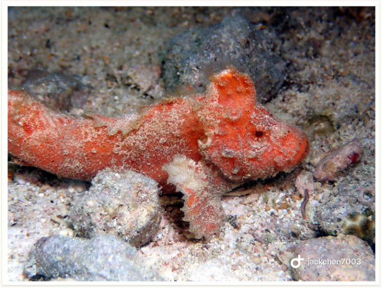 Paraploactis kagoshimensis