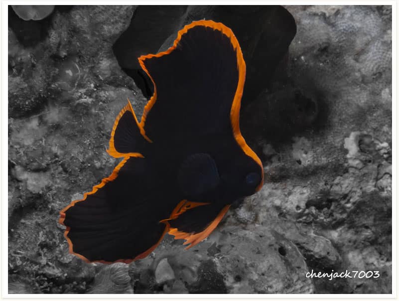 Platax pinnatus