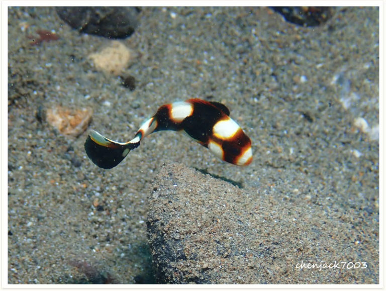 Plectorhinchus vittatus
