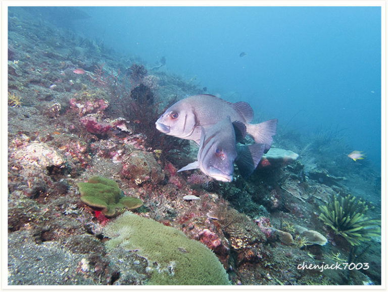 Plectorhinchus gibbosus